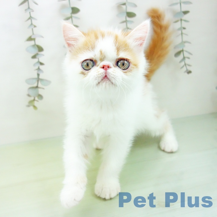 愛知県のエキゾチック (ペットプラス ナゴヤドーム前店/2025年9月15日生まれ/男の子/レッドタビーホワイト)の子猫の1枚目の画像