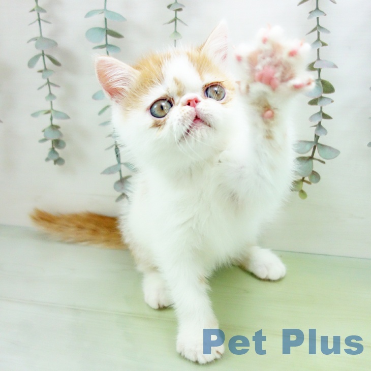 愛知県のエキゾチック (ペットプラス ナゴヤドーム前店/2025年9月15日生まれ/男の子/レッドタビーホワイト)の子猫の2枚目の画像