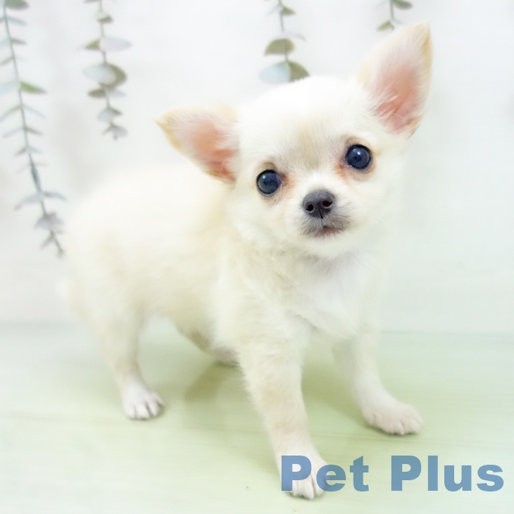 愛知県のチワワ(ロング) (ペットプラス 名古屋茶屋店/2025年9月16日生まれ/女の子/クリームホワイト)の子犬の1枚目の画像
