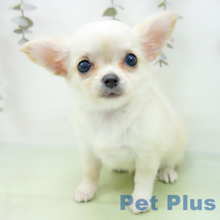 愛知県のチワワ(ロング) (ペットプラス 名古屋茶屋店/2025年9月16日生まれ/女の子/クリームホワイト)の子犬の2枚目の画像