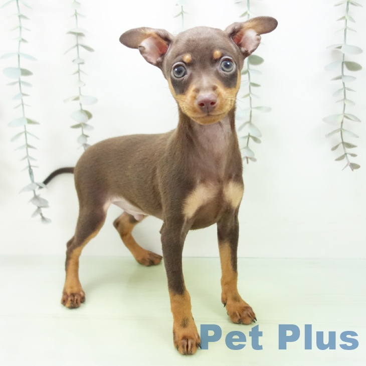 愛知県のミニチュアピンシャー (ペットプラス イオンモール豊川店/2025年9月16日生まれ/男の子/チョコレートタン)の子犬