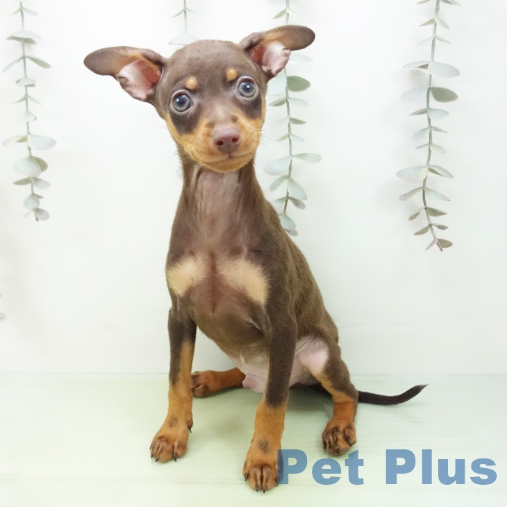 愛知県のミニチュアピンシャー (ペットプラス イオンモール豊川店/2025年9月16日生まれ/男の子/チョコレートタン)の子犬の2枚目の画像