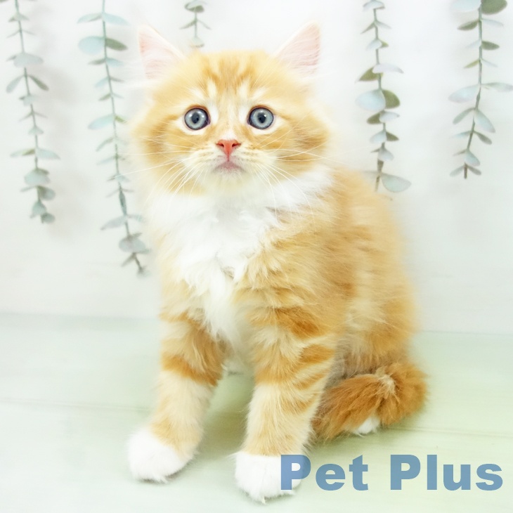 愛知県のサイベリアン (ペットプラス 則武新町店/2025年9月17日生まれ/男の子/レッドタビーホワイト)の子猫の1枚目の画像