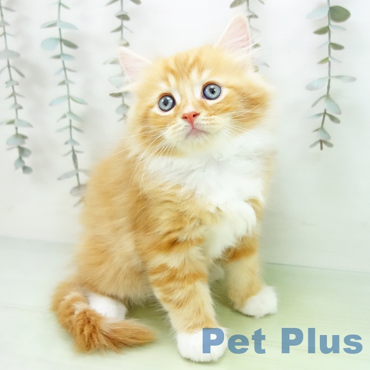 愛知県のサイベリアン (ペットプラス 則武新町店/2025年9月17日生まれ/男の子/レッドタビーホワイト)の子猫の2枚目の画像