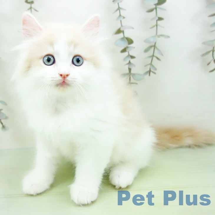 愛知県のサイベリアン (ペットプラス ナゴヤドーム前店/2025年9月17日生まれ/男の子/クリームタビーホワイト)の子猫の1枚目の画像