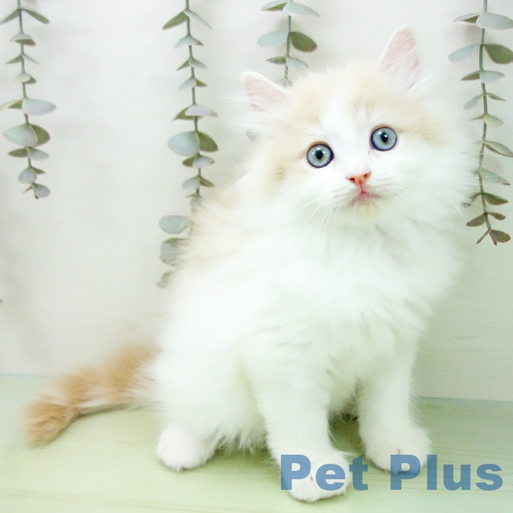 愛知県のサイベリアン (ペットプラス ナゴヤドーム前店/2025年9月17日生まれ/男の子/クリームタビーホワイト)の子猫の2枚目の画像