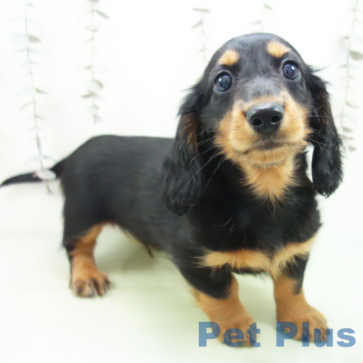 三重県のミニチュアダックスフンド(ロング) (ペットプラス 津南店/2025年9月16日生まれ/男の子/ブラックタン)の子犬の1枚目の画像