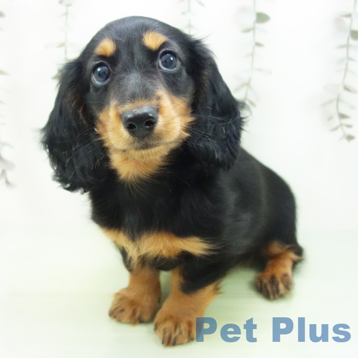 三重県のミニチュアダックスフンド(ロング) (ペットプラス 津南店/2025年9月16日生まれ/男の子/ブラックタン)の子犬の2枚目の画像