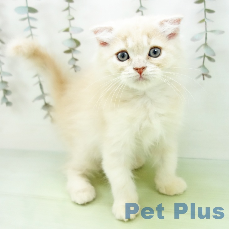 愛知県のスコティッシュフォールド (ペットプラス 名古屋茶屋店/2025年9月9日生まれ/男の子/クリームタビー)の子猫