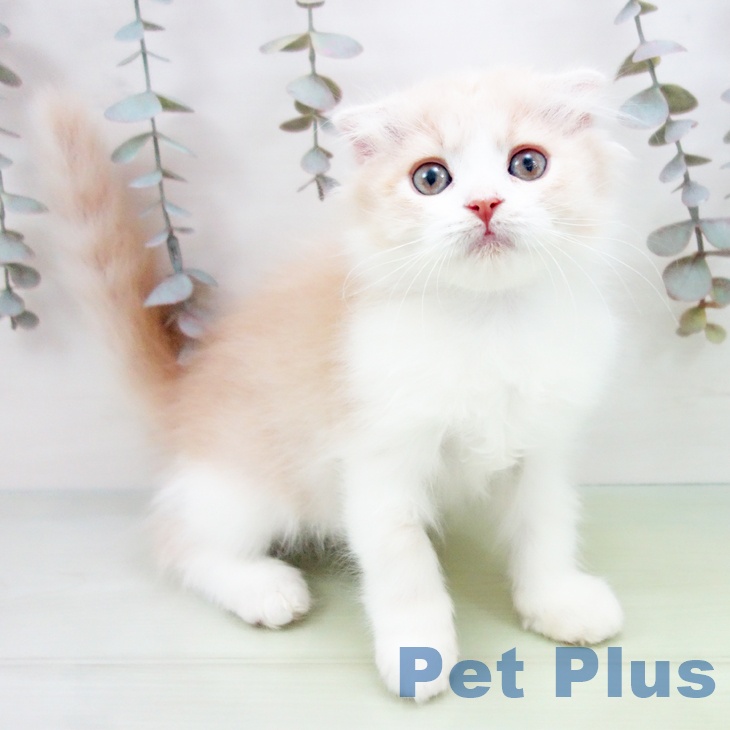 福井県のスコティッシュフォールド (ペットプラス 福井店/2025年9月9日生まれ/女の子/クリームタビーホワイト)の子猫の1枚目の画像
