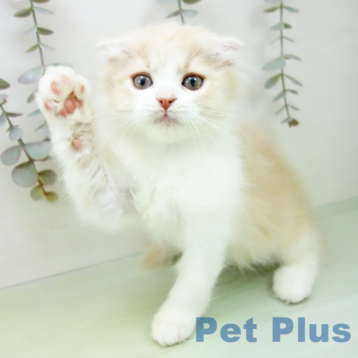 福井県のスコティッシュフォールド (ペットプラス 福井店/2025年9月9日生まれ/女の子/クリームタビーホワイト)の子猫の2枚目の画像