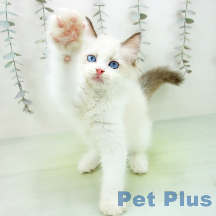愛知県のラグドール (ペットプラス ナゴヤドーム前店/2025年9月14日生まれ/男の子/シールポイントバイカラー)の子猫の2枚目の画像