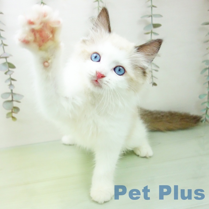 三重県のラグドール (ペットプラス 鈴鹿店/2025年9月14日生まれ/女の子/シールポイントバイカラー)の子猫の1枚目の画像