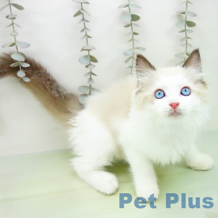 三重県のラグドール (ペットプラス 鈴鹿店/2025年9月14日生まれ/女の子/シールポイントバイカラー)の子猫の2枚目の画像