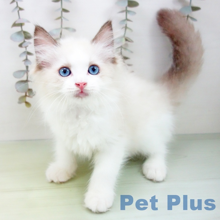 愛知県のラグドール (ペットプラス 岡崎店/2025年9月14日生まれ/女の子/シールポイントバイカラー)の子猫の1枚目の画像