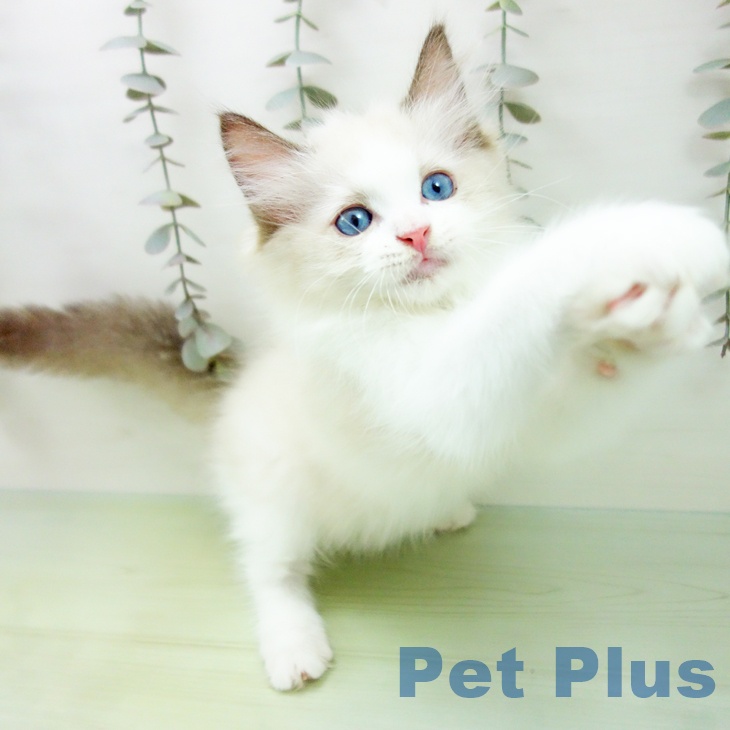 愛知県のラグドール (ペットプラス 岡崎店/2025年9月14日生まれ/女の子/シールポイントバイカラー)の子猫の2枚目の画像
