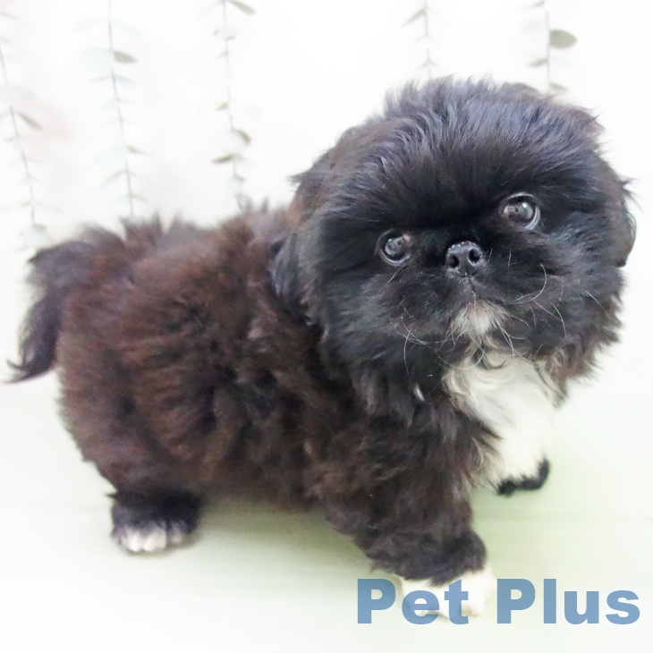 愛知県のペキニーズ (ペットプラス mozoワンダーシティ店/2025年9月17日生まれ/男の子/ブラックホワイトマーキングス)の子犬の1枚目の画像