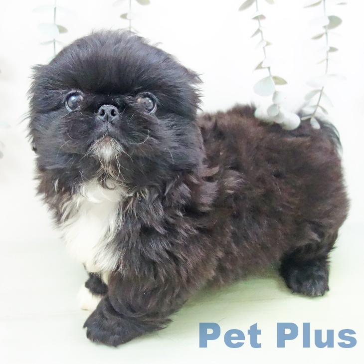 愛知県のペキニーズ (ペットプラス mozoワンダーシティ店/2025年9月17日生まれ/男の子/ブラックホワイトマーキングス)の子犬の2枚目の画像