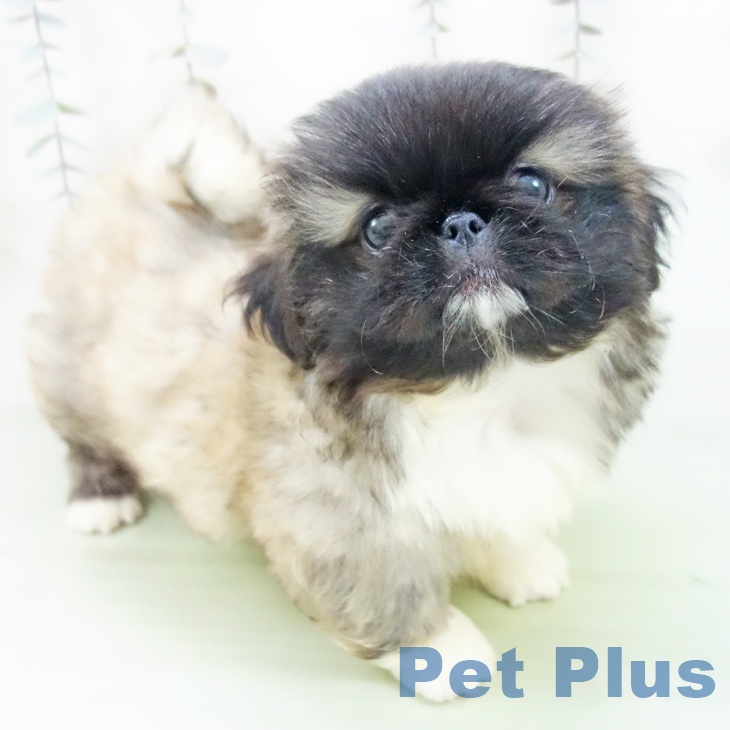 ペキニーズの写真2