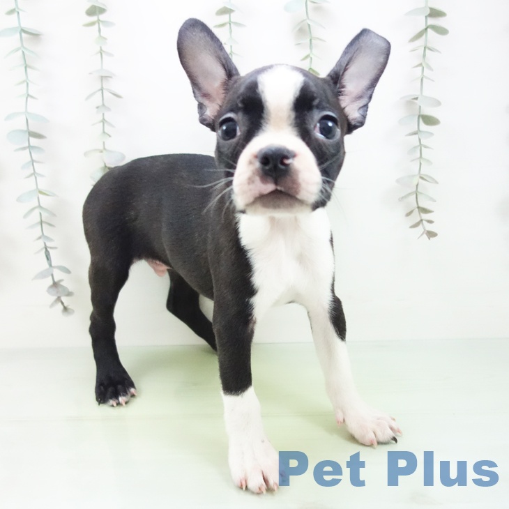 神奈川県のボストンテリア (ペットプラス 相模原並木店/2025年9月16日生まれ/男の子/ボストンカラー)の子犬の1枚目の画像