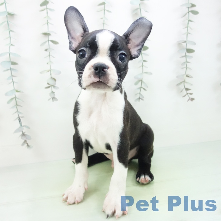 神奈川県のボストンテリア (ペットプラス 相模原並木店/2025年9月16日生まれ/男の子/ボストンカラー)の子犬の2枚目の画像