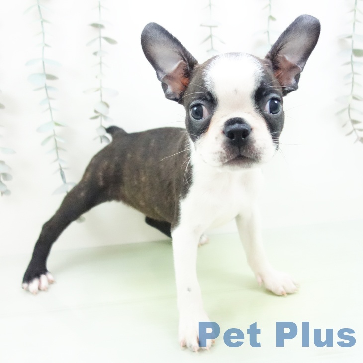 埼玉県のボストンテリア (ペットプラス 羽生店/2025年9月16日生まれ/女の子/ボストンカラー)の子犬の1枚目の画像