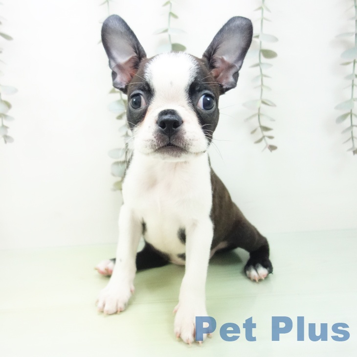埼玉県のボストンテリア (ペットプラス 羽生店/2025年9月16日生まれ/女の子/ボストンカラー)の子犬の2枚目の画像