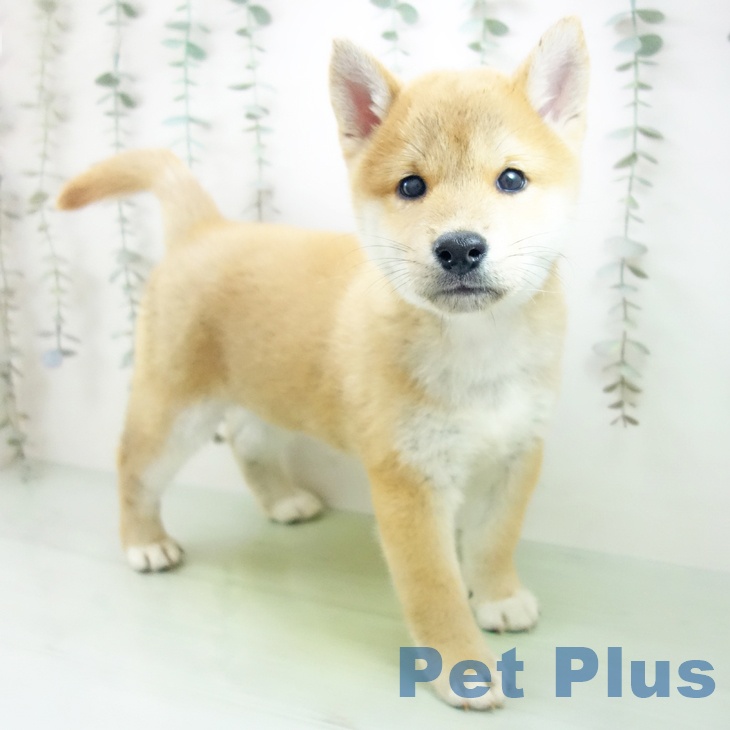 愛知県の柴犬(標準サイズ) (ペットプラス 名古屋茶屋店/2025年9月14日生まれ/男の子/赤)の子犬の1枚目の画像