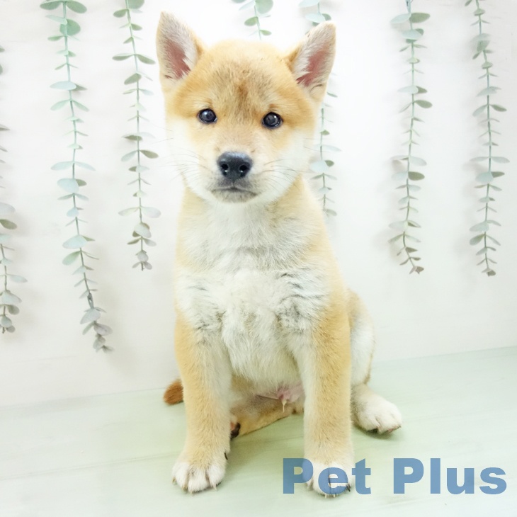 愛知県の柴犬(標準サイズ) (ペットプラス 名古屋茶屋店/2025年9月14日生まれ/男の子/赤)の子犬の2枚目の画像