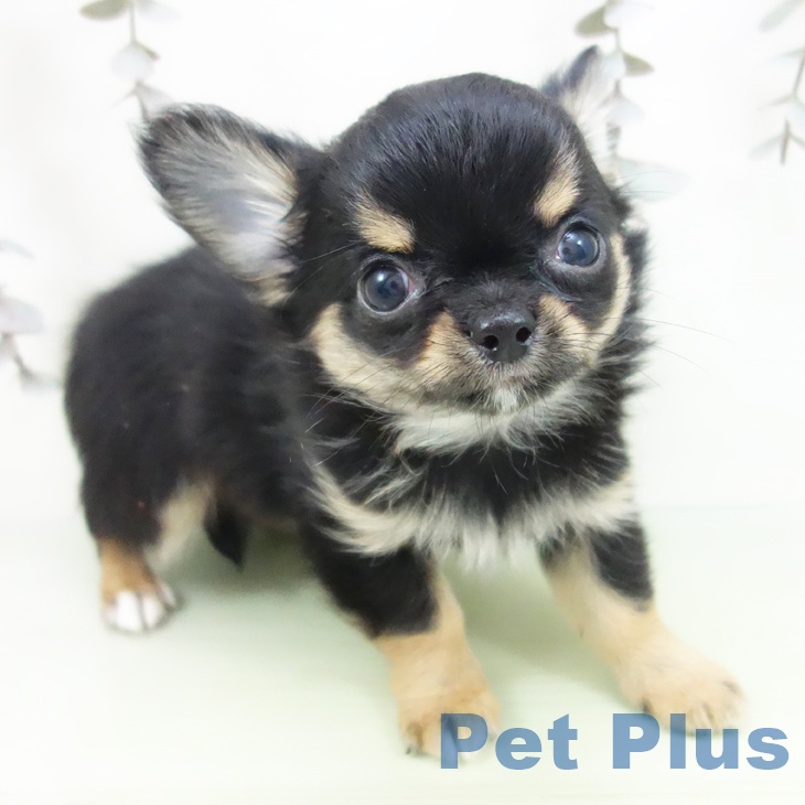 東京都のチワワ(ロング) (ペットプラス 日の出店/2025年9月16日生まれ/男の子/ブラックタンホワイト)の子犬の1枚目の画像