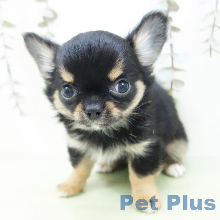 東京都のチワワ(ロング) (ペットプラス 日の出店/2025年9月16日生まれ/男の子/ブラックタンホワイト)の子犬の2枚目の画像