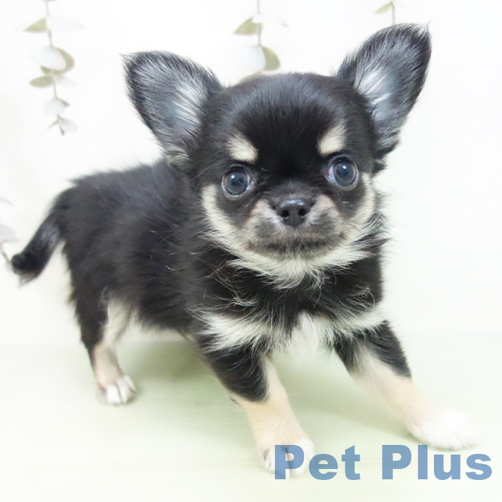 埼玉県のチワワ(ロング) (ペットプラス ららぽーと富士見店/2025年9月16日生まれ/男の子/ブラックタンホワイト)の子犬の1枚目の画像