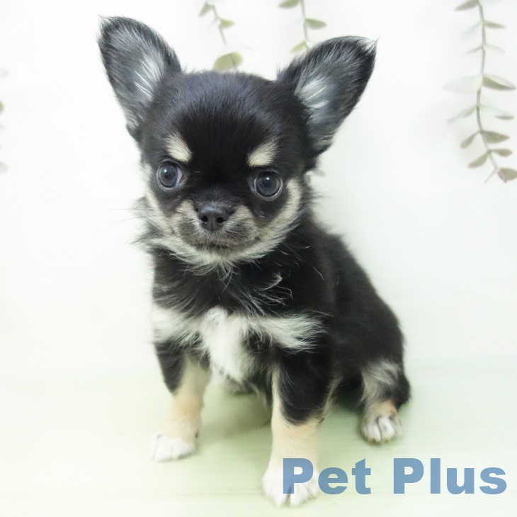 埼玉県のチワワ(ロング) (ペットプラス ららぽーと富士見店/2025年9月16日生まれ/男の子/ブラックタンホワイト)の子犬の2枚目の画像