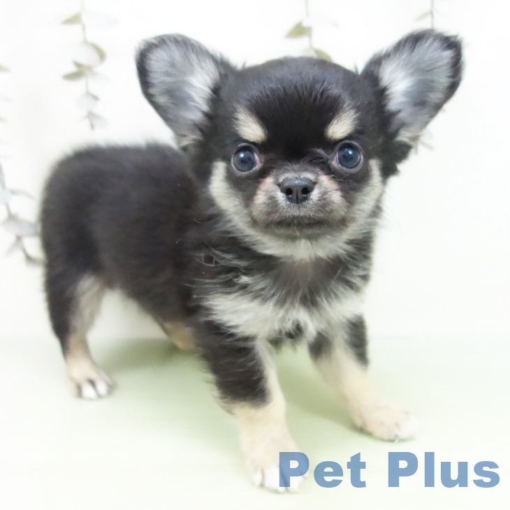 岐阜県のチワワ(ロング) (ペットプラス 各務原店/2025年9月16日生まれ/男の子/ブラックタンホワイト)の子犬の1枚目の画像