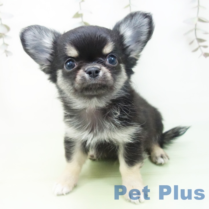 岐阜県のチワワ(ロング) (ペットプラス 各務原店/2025年9月16日生まれ/男の子/ブラックタンホワイト)の子犬の2枚目の画像