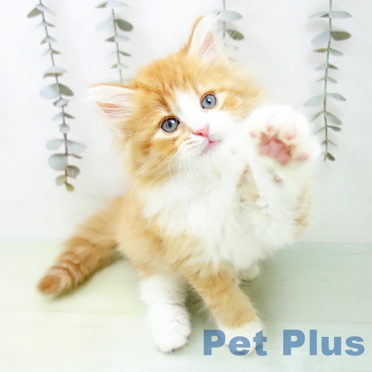 愛知県のノルウェージャンフォレストキャット (ペットプラス mozoワンダーシティ店/2025年9月15日生まれ/男の子/レッドタビーホワイト)の子猫