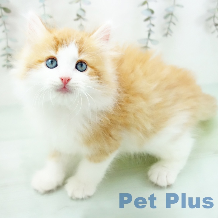 三重県のノルウェージャンフォレストキャット (ペットプラス 鈴鹿店/2025年9月15日生まれ/男の子/レッドタビーホワイト)の子猫の1枚目の画像