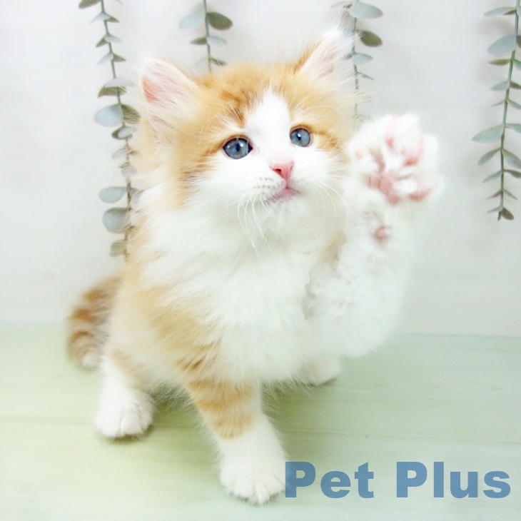 三重県のノルウェージャンフォレストキャット (ペットプラス 鈴鹿店/2025年9月15日生まれ/男の子/レッドタビーホワイト)の子猫の2枚目の画像