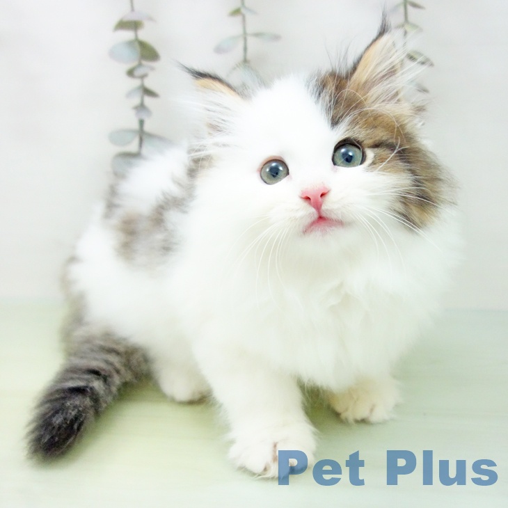 愛知県のノルウェージャンフォレストキャット (ペットプラス 豊田店/2025年9月15日生まれ/女の子/ブラウンタビーホワイト)の子猫
