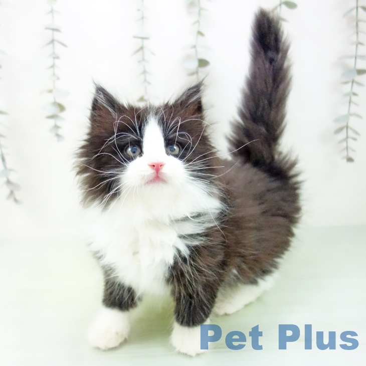 岐阜県のノルウェージャンフォレストキャット (ペットプラス 各務原店/2025年9月7日生まれ/女の子/ブラックホワイト)の子猫の1枚目の画像
