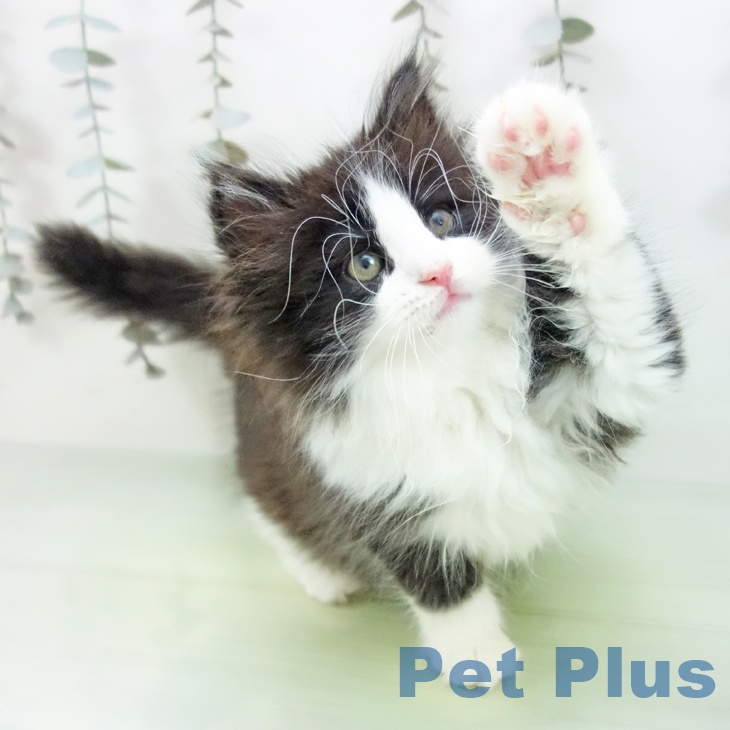 岐阜県のノルウェージャンフォレストキャット (ペットプラス 各務原店/2025年9月7日生まれ/女の子/ブラックホワイト)の子猫の2枚目の画像