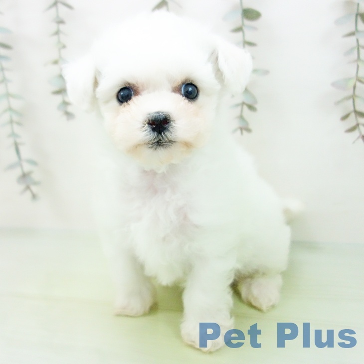 愛知県のビションフリーゼ (ペットプラス 千種店/2025年9月8日生まれ/男の子/ホワイト)の子犬の1枚目の画像