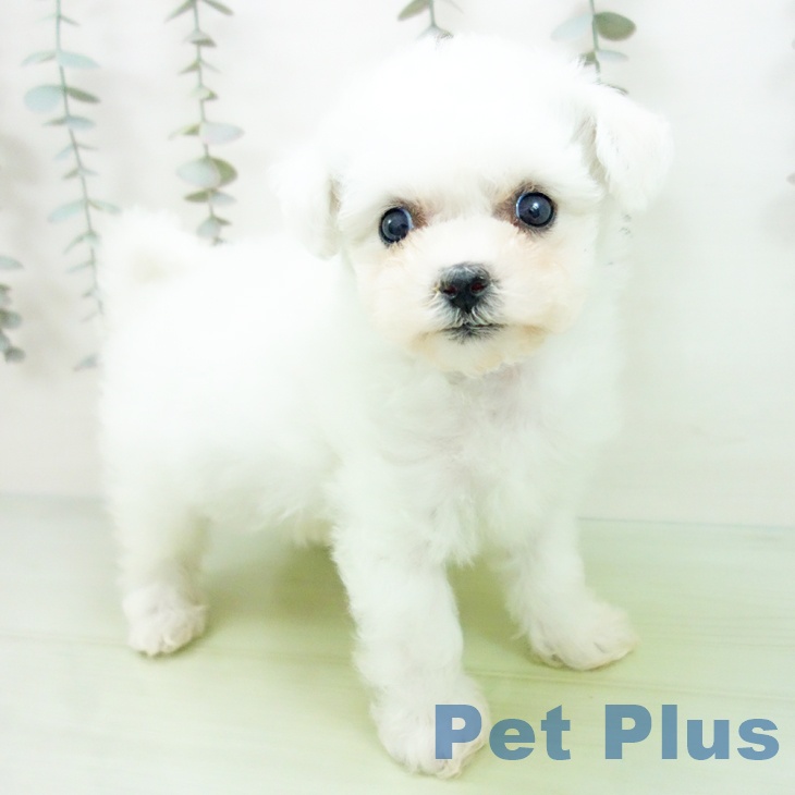 愛知県のビションフリーゼ (ペットプラス 千種店/2025年9月8日生まれ/男の子/ホワイト)の子犬の2枚目の画像