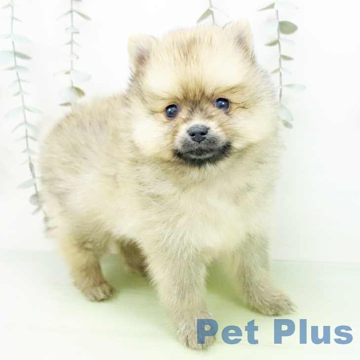 茨城県のポメラニアン (ペットプラス つくば店/2025年9月10日生まれ/男の子/オレンジ)の子犬の1枚目の画像