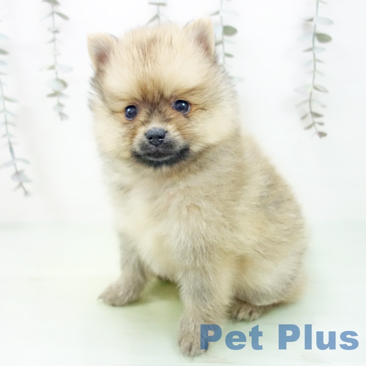 茨城県のポメラニアン (ペットプラス つくば店/2025年9月10日生まれ/男の子/オレンジ)の子犬の2枚目の画像