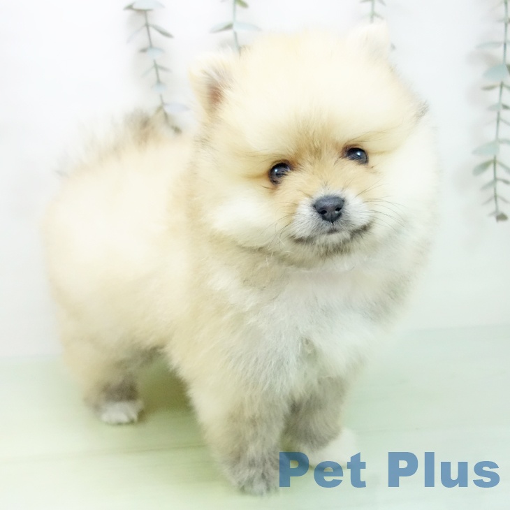 青森県のポメラニアン (ペットプラス 青森浜田店/2025年9月10日生まれ/男の子/オレンジホワイト)の子犬