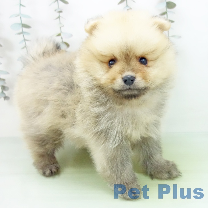 千葉県のポメラニアン (ペットプラス 船橋店/2025年9月10日生まれ/男の子/オレンジ)の子犬の1枚目の画像
