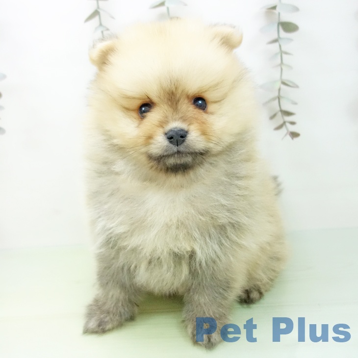 千葉県のポメラニアン (ペットプラス 船橋店/2025年9月10日生まれ/男の子/オレンジ)の子犬の2枚目の画像