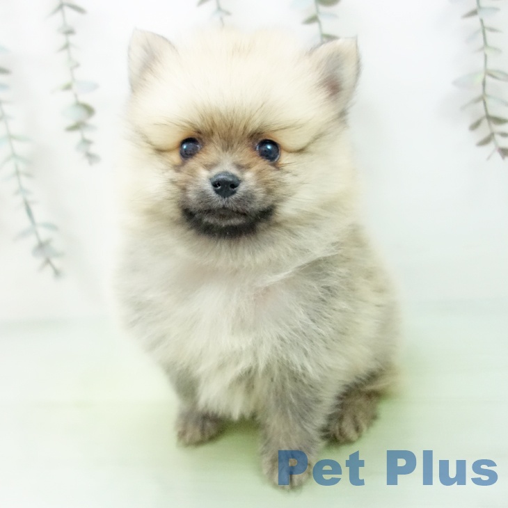 岩手県のポメラニアン (ペットプラス 盛岡南店/2025年9月10日生まれ/男の子/オレンジ)の子犬の1枚目の画像