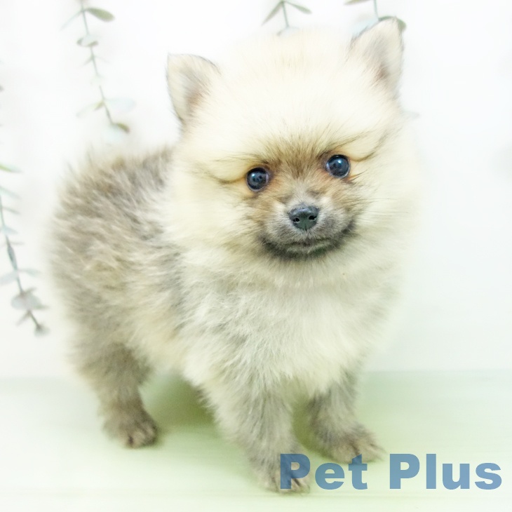 岩手県のポメラニアン (ペットプラス 盛岡南店/2025年9月10日生まれ/男の子/オレンジ)の子犬の2枚目の画像